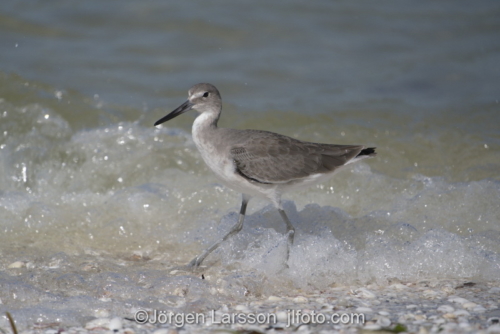 Black-Bellied Plover Sanibel Florida  Vadare