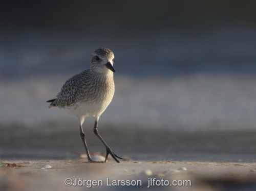 Black-Bellied Plover Sanibel Florida  Vadare