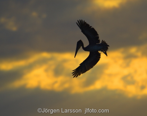 Pelikan Sanibel  Florida USA solnedgång 