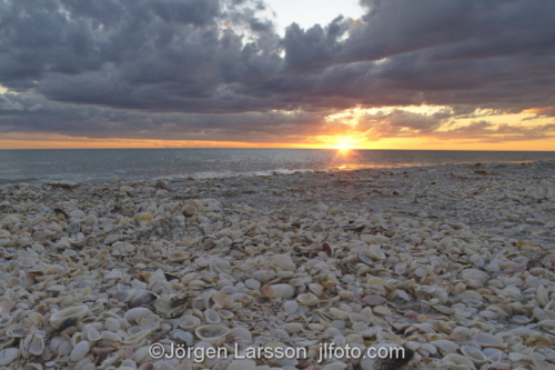 Sea shells Sanibel Florida USA   Snäckor  solnedgång strand 