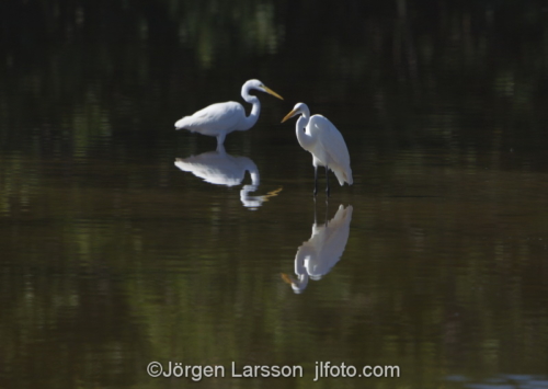 Great Egret  Ding Darling Sanibel Florida UISA  Häger 