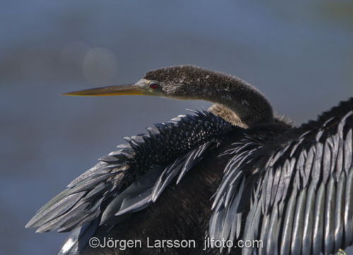 Anhinga  Ding Darling Sanibel Florida Ormhals fågel 