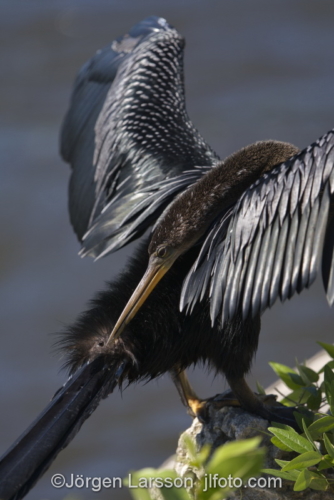 Anhinga  Ding Darling Sanibel Florida  Ormhals fågel  