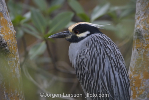 Yellow-crowned Night-Heron  Ding darling Sanibel Florida  Häger 