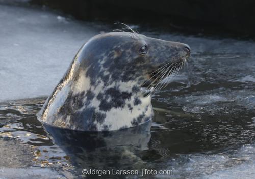 Gråsäl   Halichoerus grypus  sälar Östersjön Sverige