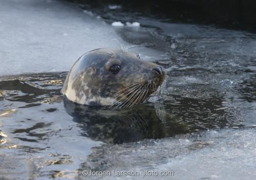 Grå säl Halichoerus grypus  Östersjön Sverige