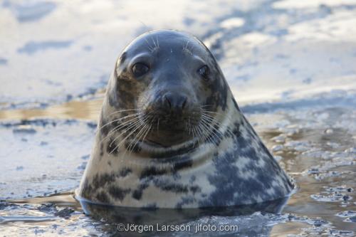 Grå säl Halichoerus grypus  Östersjön Sverige