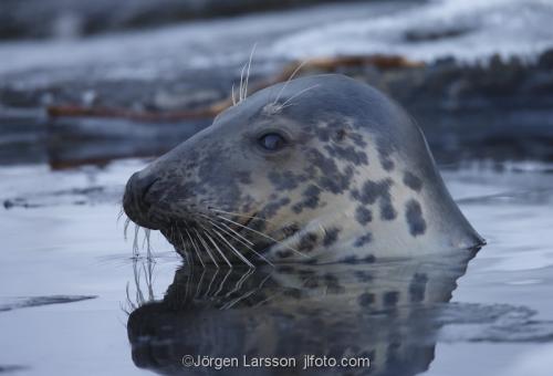 Grå säl Halichoerus grypus  Östersjön Sverige