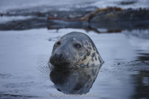 Grå säl Halichoerus grypus  Östersjön Sverige