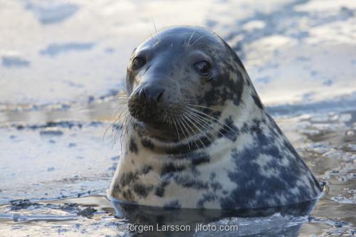 Grey seal Halichoerus grypus  Baltic sea  Sweden