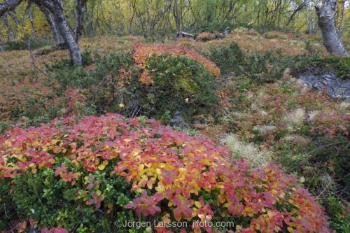 Lappland Laponia Sverige Höst