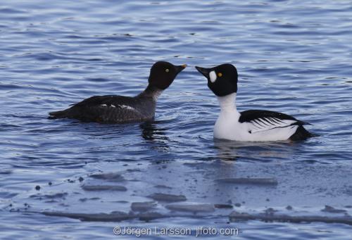 Golden eye. Early spring at Morko Sodermanland Sweden