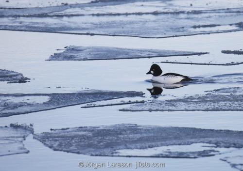 Golden eye. Early spring at Morko Sodermanland Sweden