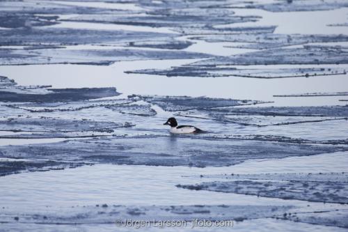 Golden eye. Early spring at Morko Sodermanland Sweden