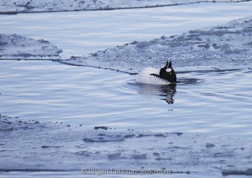 Golden eye. Early spring at Morko Sodermanland Sweden