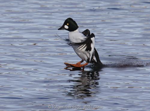 Golden eye. Early spring at Morko Sodermanland Sweden