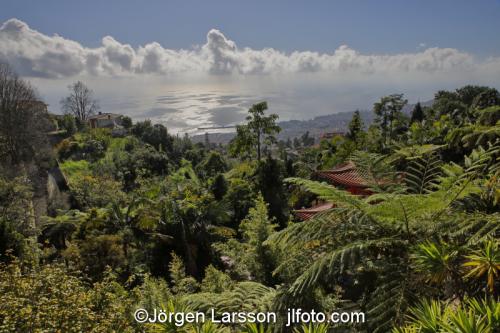 Funchal Madeira  Portugalgarden, trädgård