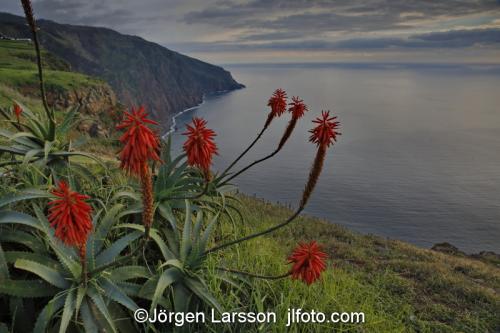 Madeira  Portugal flowers of tree aloeBlommor, kust 