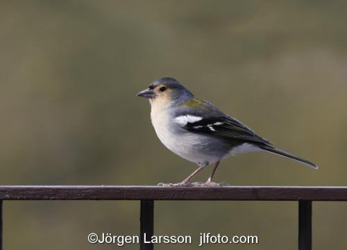 Madeira  Portugal Madeira Chaffinch