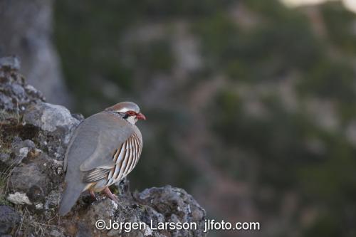 Madeira  Portugal Red-legged Partridge (Alectoris rufa) at Pico do Arieiro   klippduva