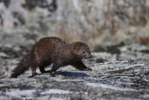 Mink Småland Sverige