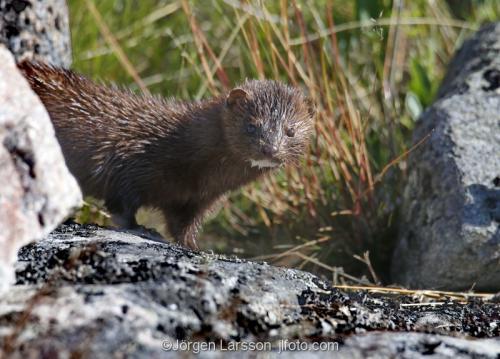 Mink Småland Sverige