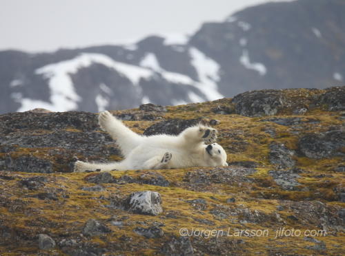  Polar bear Svalbard