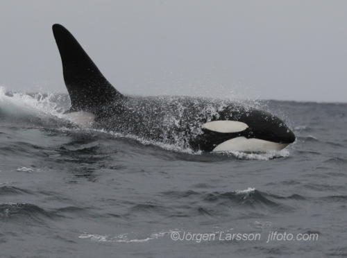 Killerwhale  Norway