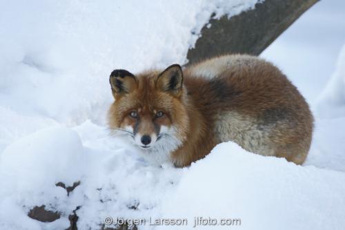 Fox  Red Fox  Sodermanland Sweden