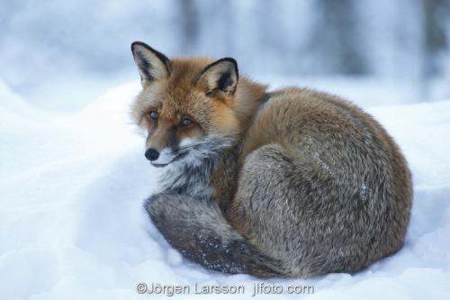 Räv  Rödräv  Vulpes vulpes vinter  Södermanland Sverige 