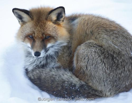 Fox  Red Fox  Sodermanland Sweden