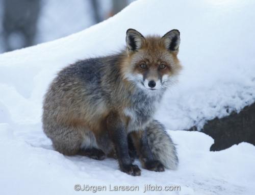 Fox  Red Fox  Sodermanland Sweden