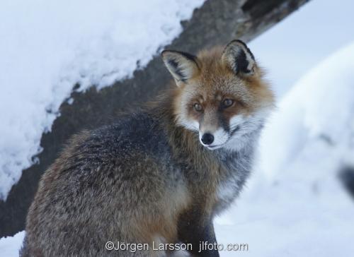 Fox  Red Fox  Sodermanland Sweden