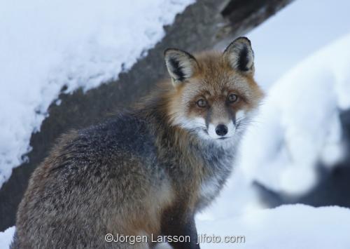 Fox  Red Fox  Sodermanland Sweden