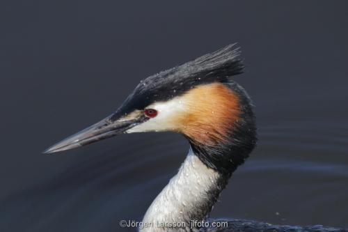 Great Crested Grebe   Podiceps cristatus  Vastervik Smaland Sweden