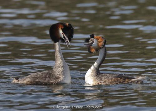 Skäggdopping  Podiceps cristatus Västervik Småland Sverige