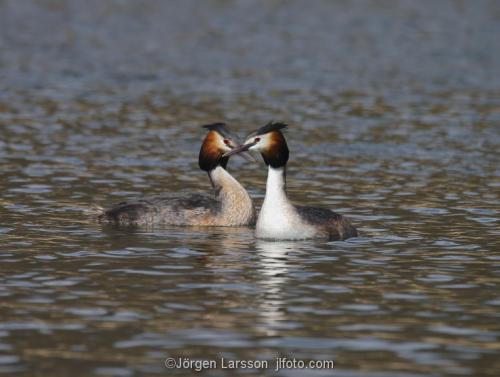 Great Crested Grebe   Podiceps cristatus with chicks Vastervik Smaland Sweden