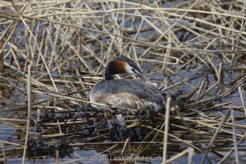 Skäggdopping  ligger på ägg Podiceps cristatus with Västervik Småland Sweden Sjöfågel  Dopping