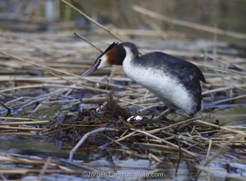 Skäggdopping  ligger på ägg Podiceps cristatus with Västervik Småland Sweden Sjöfågel  Dopping