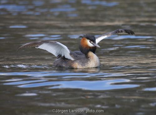 Great Crested Grebe   Podiceps cristatus with chicks Vastervik Smaland Sweden