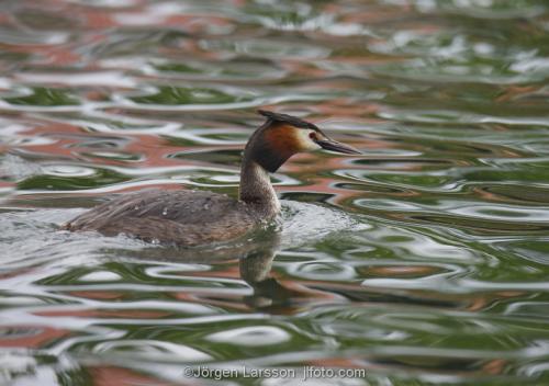 Skäggdopping  Podiceps cristatus with Västervik Småland Sweden Sjöfågel  Dopping