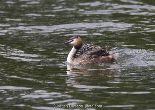 Great Crested Grebe   Podiceps cristatus with chicks Vastervik Smaland Sweden
