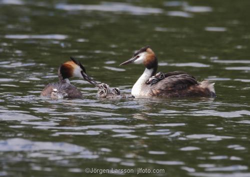 Great Crested Grebe   Podiceps cristatus with chicks Vastervik Smaland Sweden