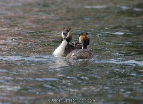 Skäggdopping  Podiceps cristatus Västervik Småland Sverige