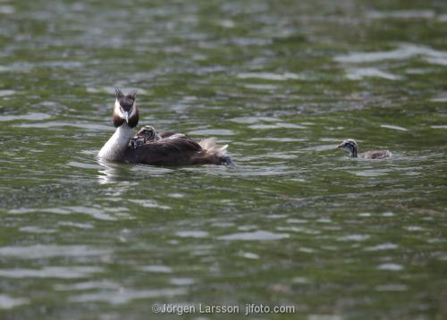 Great Crested Grebe   Podiceps cristatus with chicks Vastervik Smaland Sweden