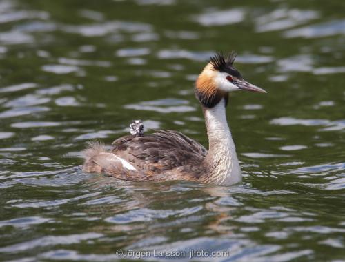 Great Crested Grebe   Podiceps cristatus with chicks Vastervik Smaland Sweden