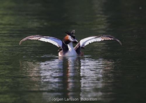 Great Crested Grebe   Podiceps cristatus  Vastervik Smaland Sweden