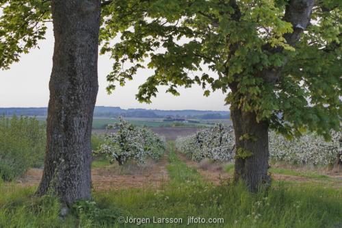 Skåne Vår Sverige blommande äppelträd Kvik