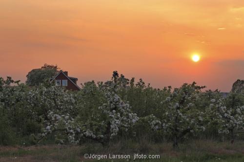 Skåne Vår Sverige Solnedgång blommande äppelträd frukt odling Kvik