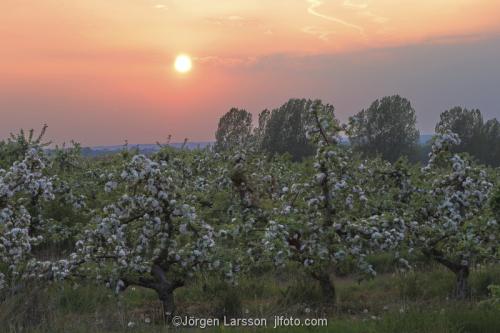 Skåne Vår Sverige blommande äppelträd Kvik blommande frukträ solnedgång